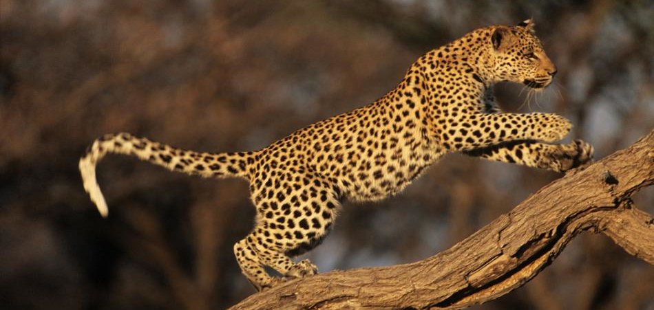 Featured image for “Agile is the way we want to do business, or is it?”